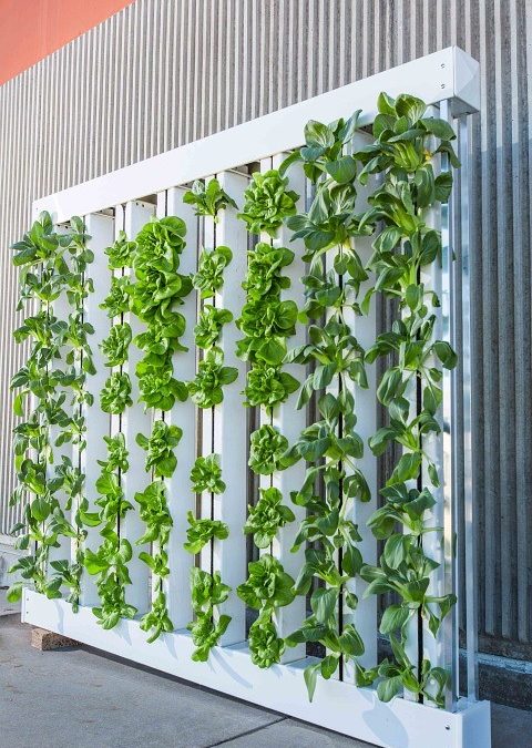 Ventajas de los jardines verticales artificiales